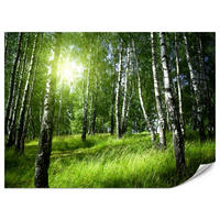FOTOTAPETE für Wohnzimmer Grüner Birkenwald Gras Sonne Natur 200x140 - Schwarz/Weiß, Papier (200/140cm) - Muralo