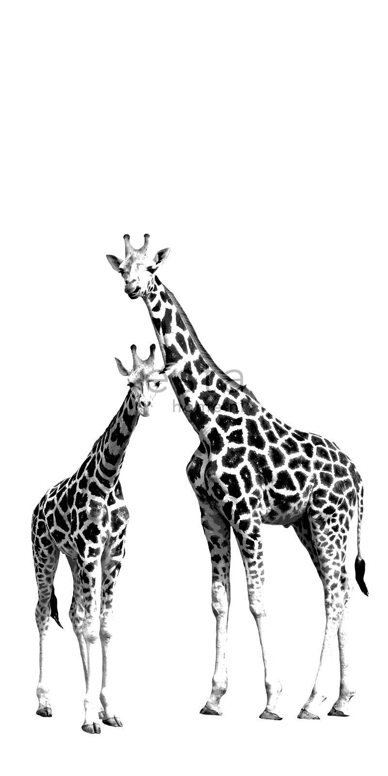 FOTOTAPETE Giraffen 139.5 x 279 cm - Schwarz, Papier (139.5/279cm) - ESTAhome