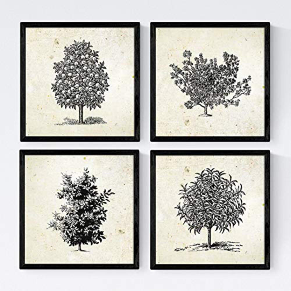 POSTER Set mit 4 Blättern der Bäume Obstbäume Jahrgang Hintergrund 20x20cm Rahmenlos - Klar, Papier (20/3cm) - Nacnic