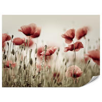 FOTOTAPETE für Wohnzimmer Zarte Mohn Blumen Wiese Rot 250x175 - Beige/Rot, Papier (250/175cm) - Muralo