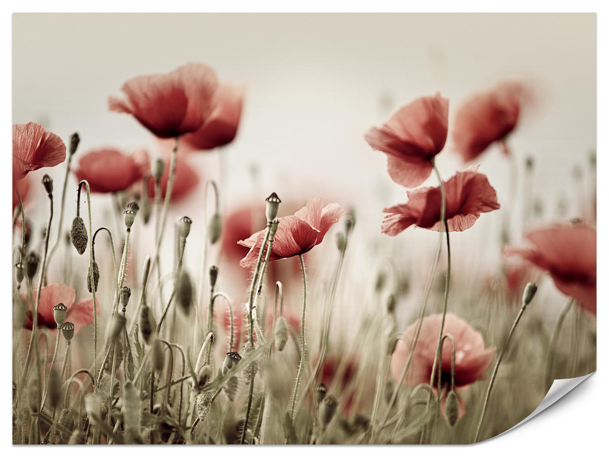 FOTOTAPETE für Wohnzimmer Zarte Mohn Blumen Wiese Rot 250x175 - Beige/Rot, Papier (250/175cm) - Muralo