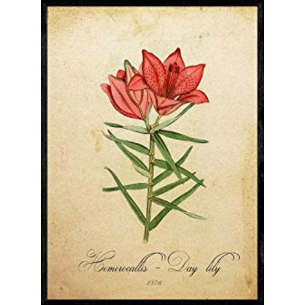 POSTER Taglilie. A4 Rahmenlos - Klar, Papier (29.7/5/21cm) - Nacnic