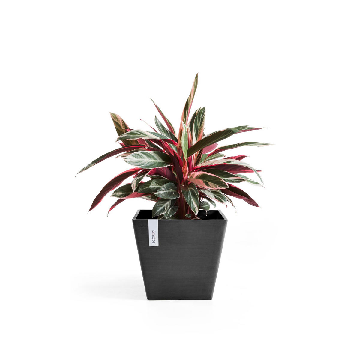 BLUMENTOPF Rotterdam 29,5/29,5/26,4 cm Dunkelgrau - Dunkelgrau, Kunststoff (29.5/26.4cm) - Ecopots