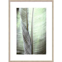 POSTER mit Rahmen 50x70 cm Tropisches Blatt Grün - Beige, Holz (51/71cm) - artissimo
