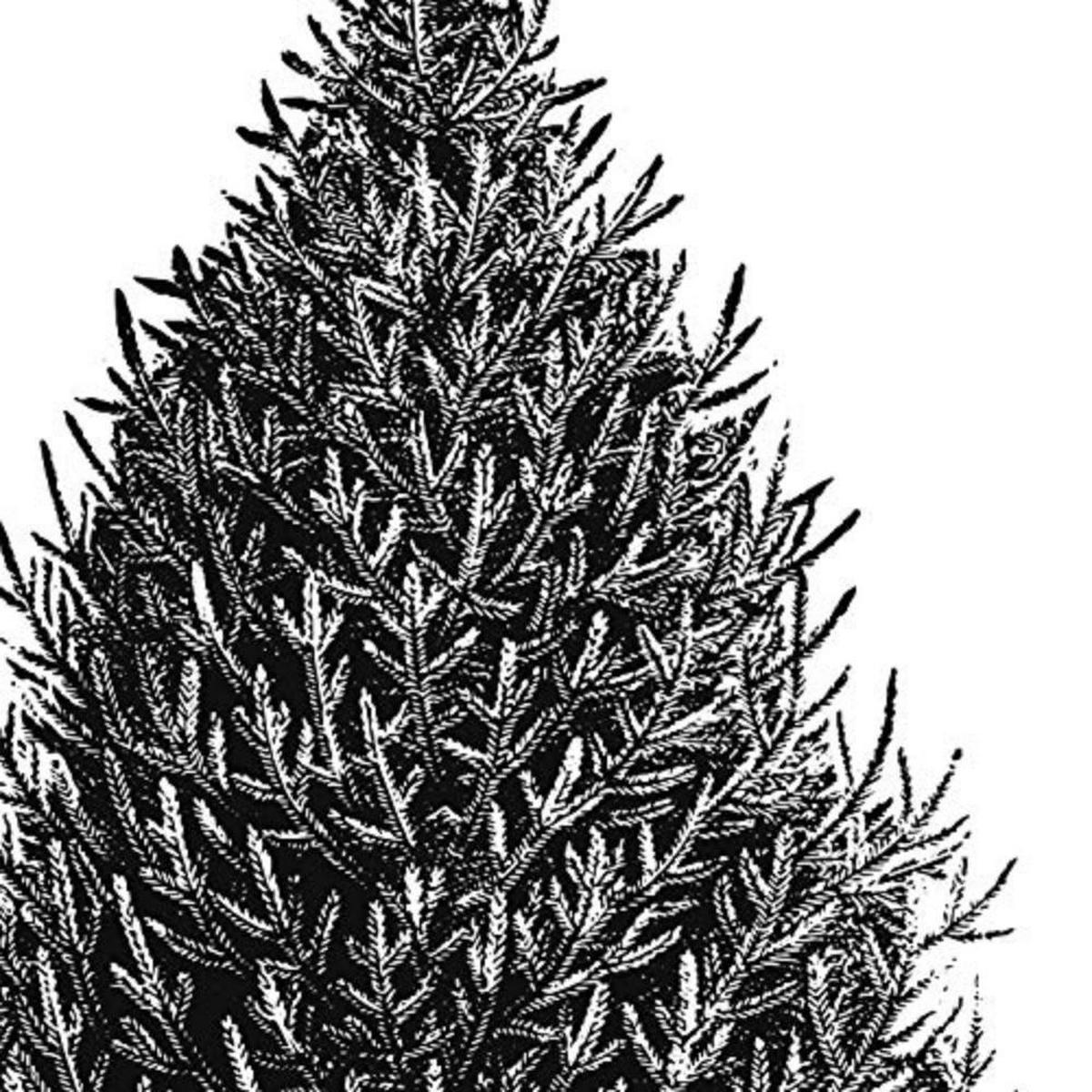 POSTER Set mit 4 Bädern Bäume und Sträucher weißer Hintergrund 20x20cm Rahmenlos - Klar, Papier (20/3cm) - Nacnic