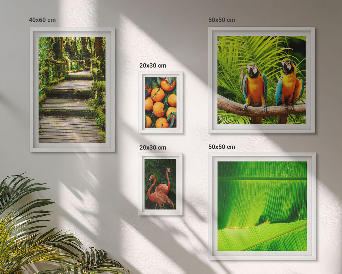 WANDBILDER 5er-Set - 50x50 cm & 20x30 cm & 40x60 cm Weißer Rahmen - Fruchtige Akzente der Tropen - Weiß, Kunststoff (40/60cm) - ArtPrintCave