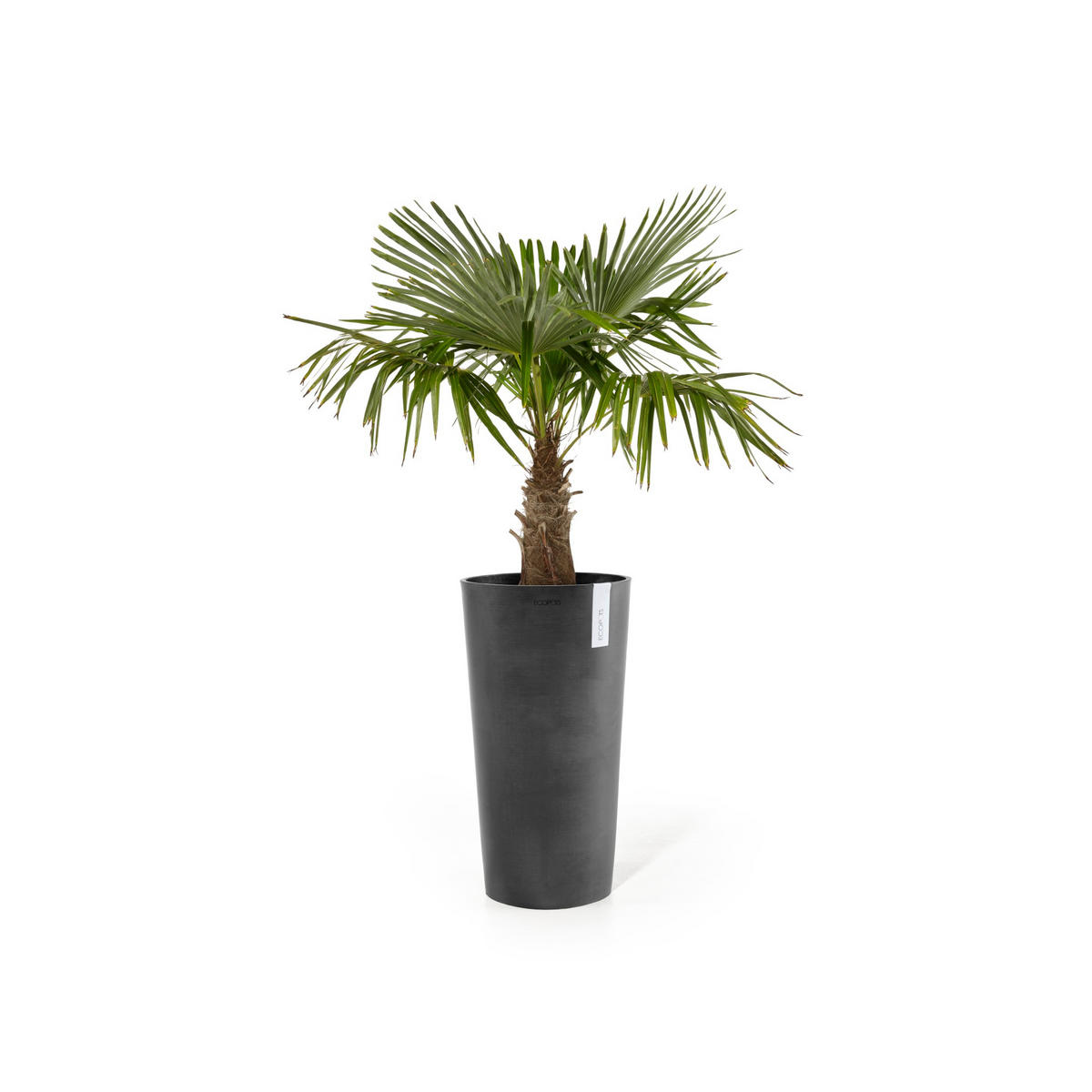 BLUMENTOPF Amsterdam Mid High 34/66 cm Dunkelgrau - Dunkelgrau, Kunststoff (34/66cm) - Ecopots