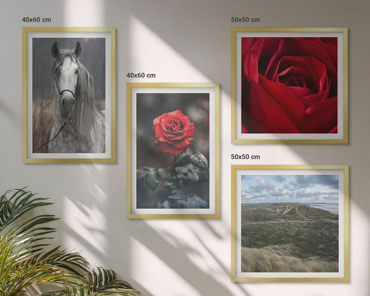 BILDER SET 4er Set - 50x50 cm & 40x60 cm Goldrahmen - Rote Rosen auf pferdegrauem Hintergrund - Goldfarben, Kunststoff (50/50cm) - TULUP
