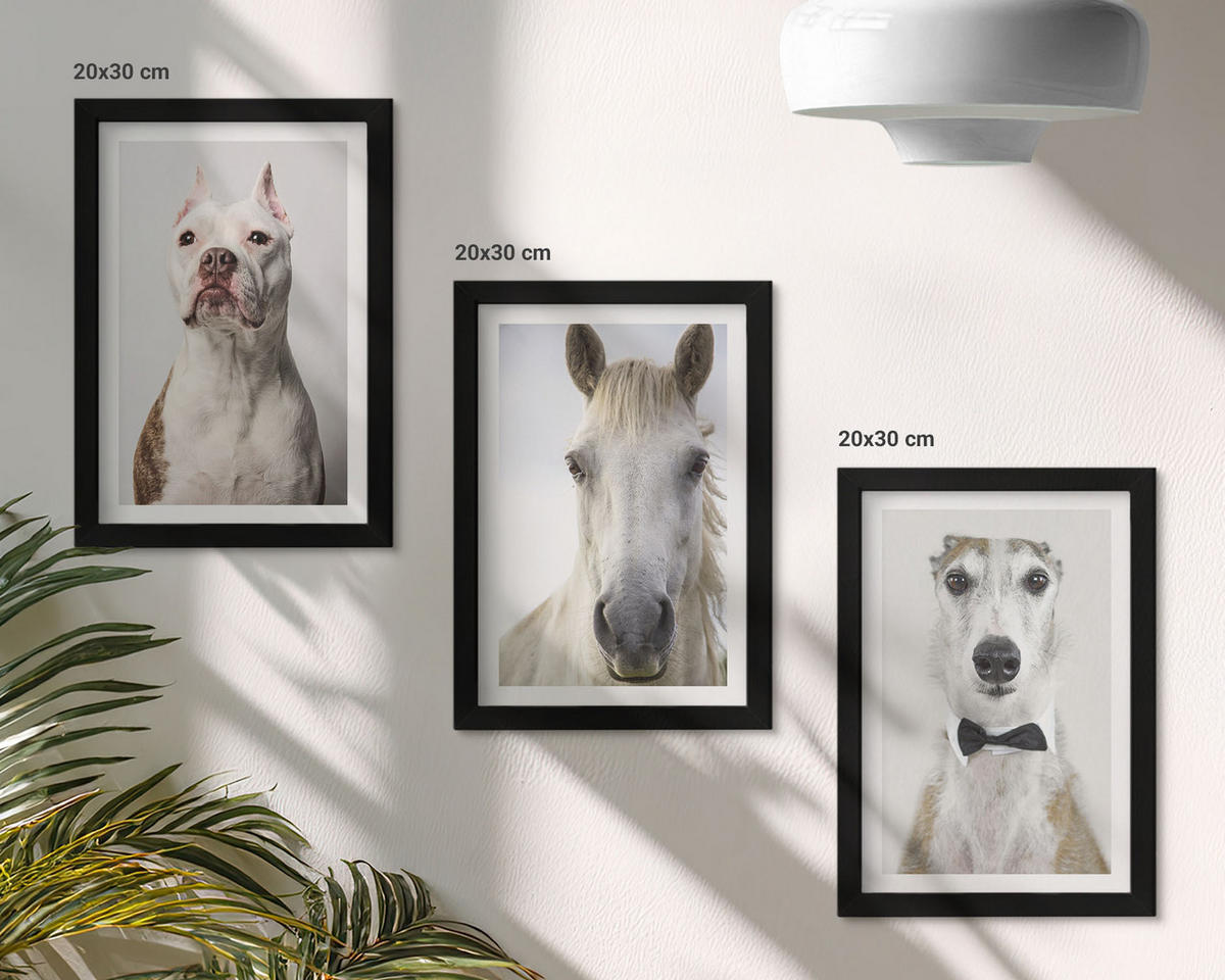 WANDBILDER 3er-Set - 20x30 cm Schwarzer Rahmen - Elegante Porträts von Hunden und Pferden - Schwarz, Kunststoff (20/30cm) - ArtPrintCave
