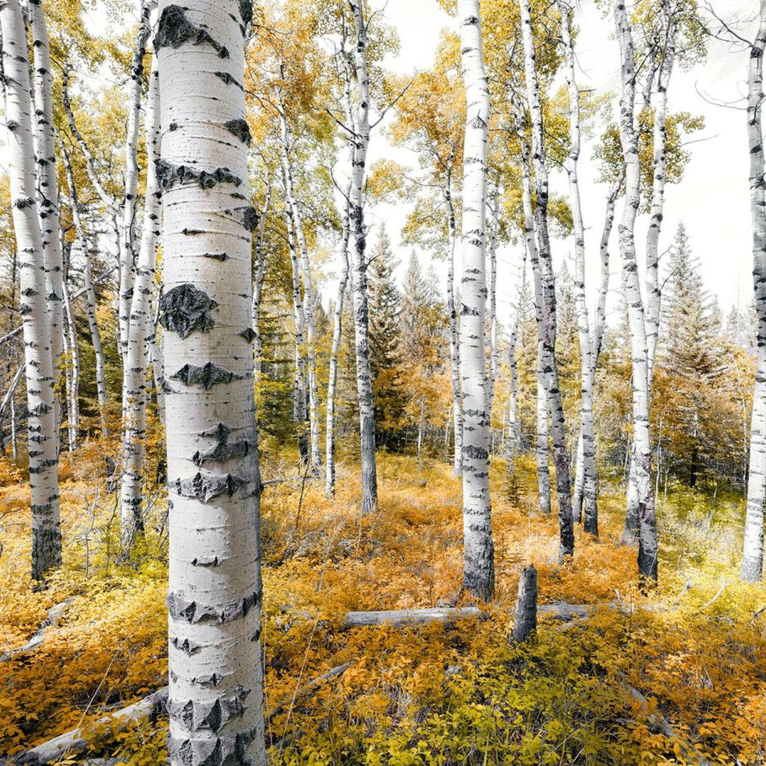 FOTOTAPETE Wald 450 x 280 cm - Gelb, Papier (450/280cm) - Sanders & Sanders