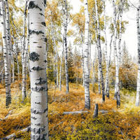 FOTOTAPETE Wald 450 x 280 cm - Gelb, Papier (450/280cm) - Sanders & Sanders