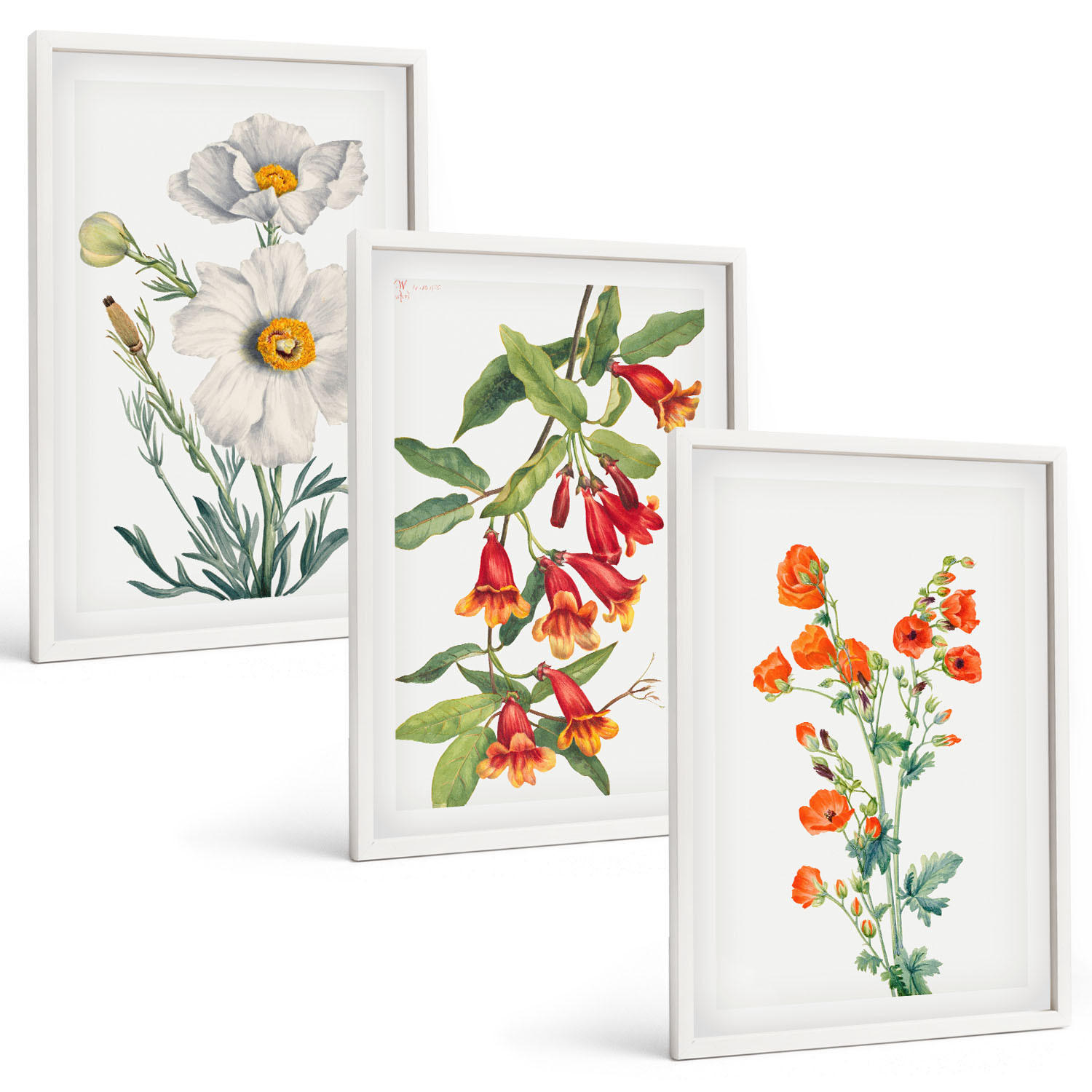 BILDER SET 3er Set - 40x60 cm Weißer Rahmen - Retro-Blumenarrangements - Weiß, Kunststoff (40/60cm) - TULUP