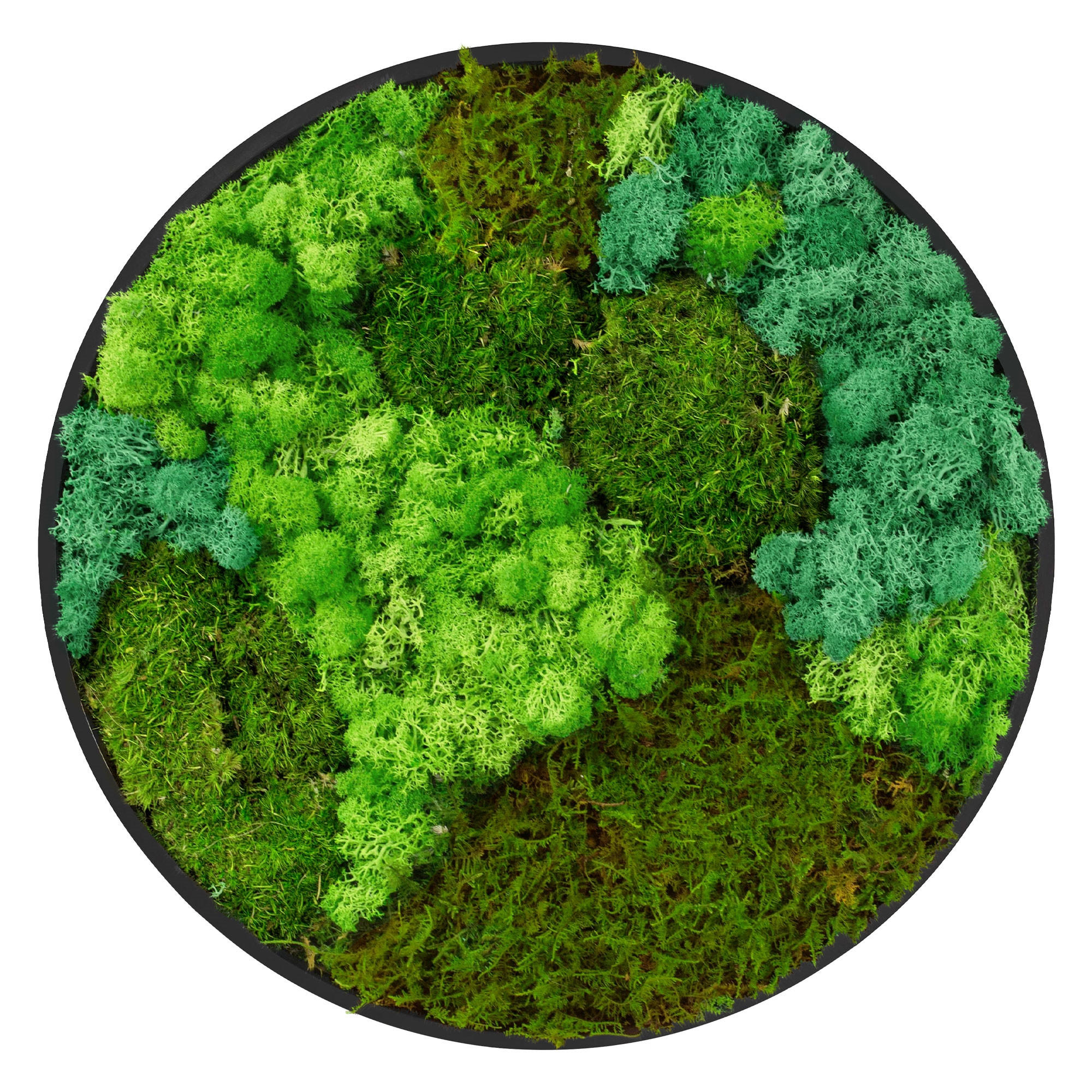 MOOSBILD Rund Ø 40 cm Mooswand Indoor mit echtem echtem Kugelmoos-Islandmoos-Flachmoos-Mix und Holzrahmen Grün - Waldgrün, Naturmaterialien (40/40/3cm) - ECD-Germany
