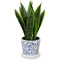 KUNSTPFLANZE Sansevieria mit Keramiktopf Weiß/Blau 40.6 cm - Multicolor, Keramik (40cm)