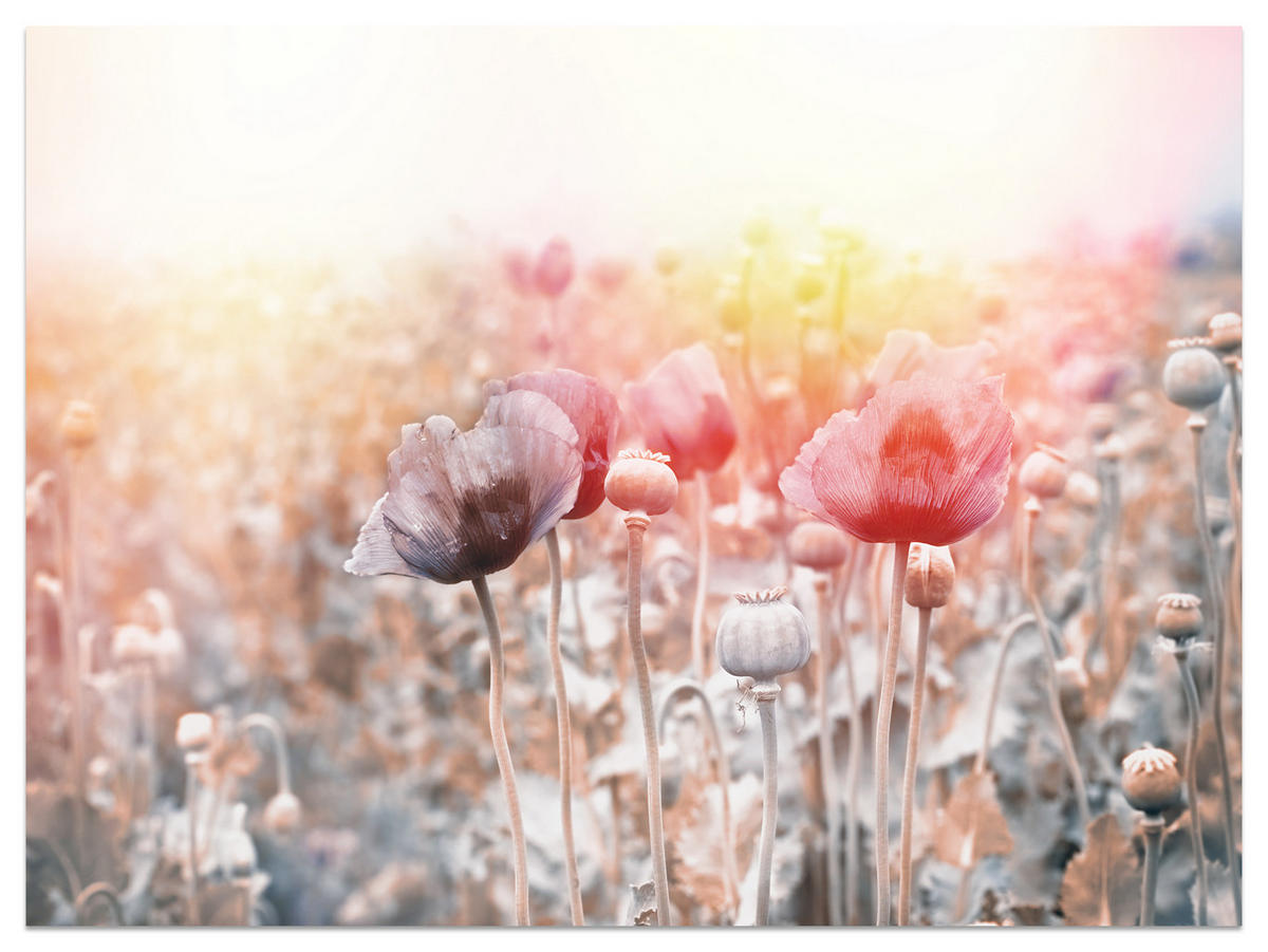 FOTOTAPETE für Wohnzimmer Mohnfeld Wiese Sonnenaufgang Natur 350x256 - Gelb/Rot, Papier (350/256cm) - Muralo