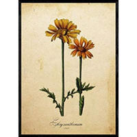 POSTER Chrysantemum. A4 Schwarzer Rahmen - Schwarz, Papier (29.7/5/21cm) - Nacnic