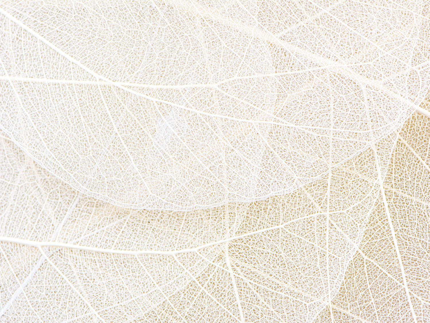 FOTOTAPETE Blätter 375 x 270 cm - Weiß, Papier (375/270cm) - Sanders & Sanders