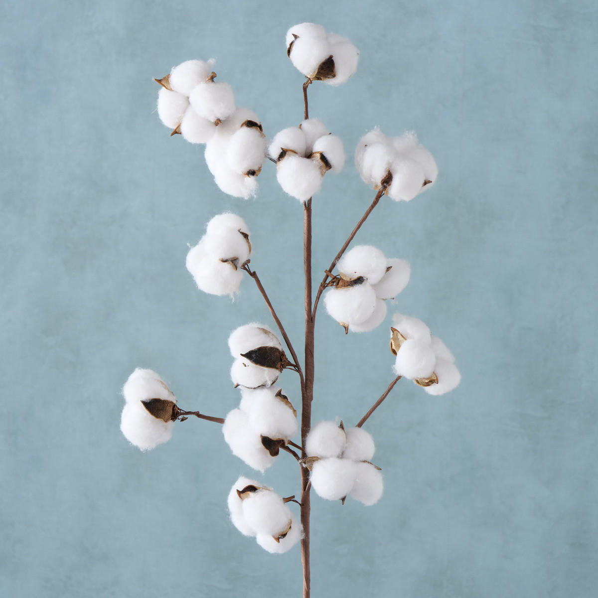 BAUMWOLLZWEIG künstlich 68 cm - Weiß, Naturmaterialien (68cm) - Boltze Home