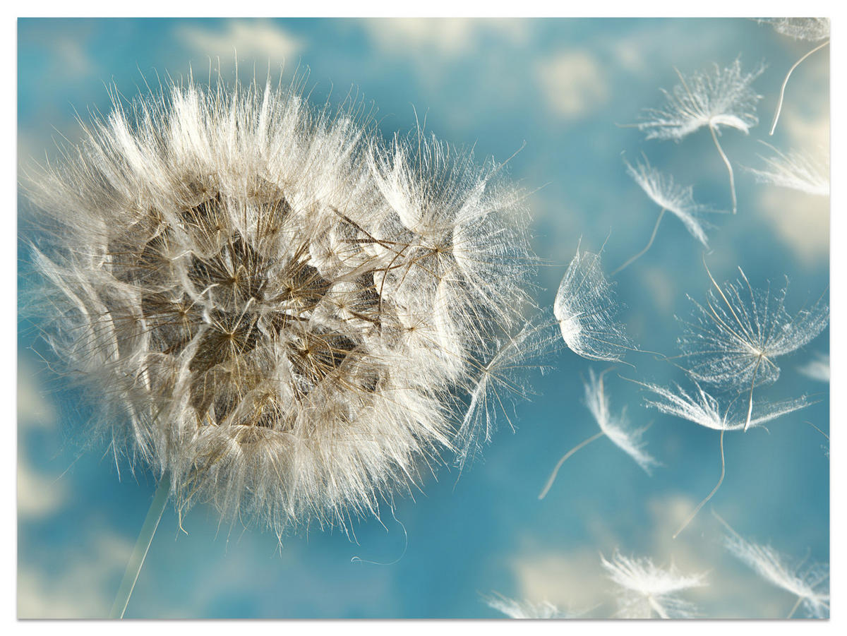 FOTOTAPETE für Schlafzimmer Löwenzahn im Wind Leicht Dynamisch 300x210 - Blau/Beige, Papier (300/210cm) - Muralo
