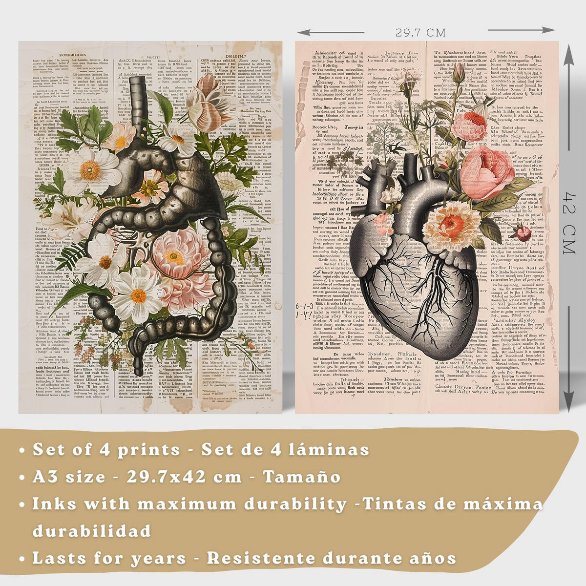 POSTER Set aus 4 Anatomie Mensch Botanische Drucke und mit Organen Herz Verdauungssystem Schädel und Becken Heimdekoration Größe Weißer Rahmen A3 - Weiß, Papier (29.7/42/3cm) - Nacnic