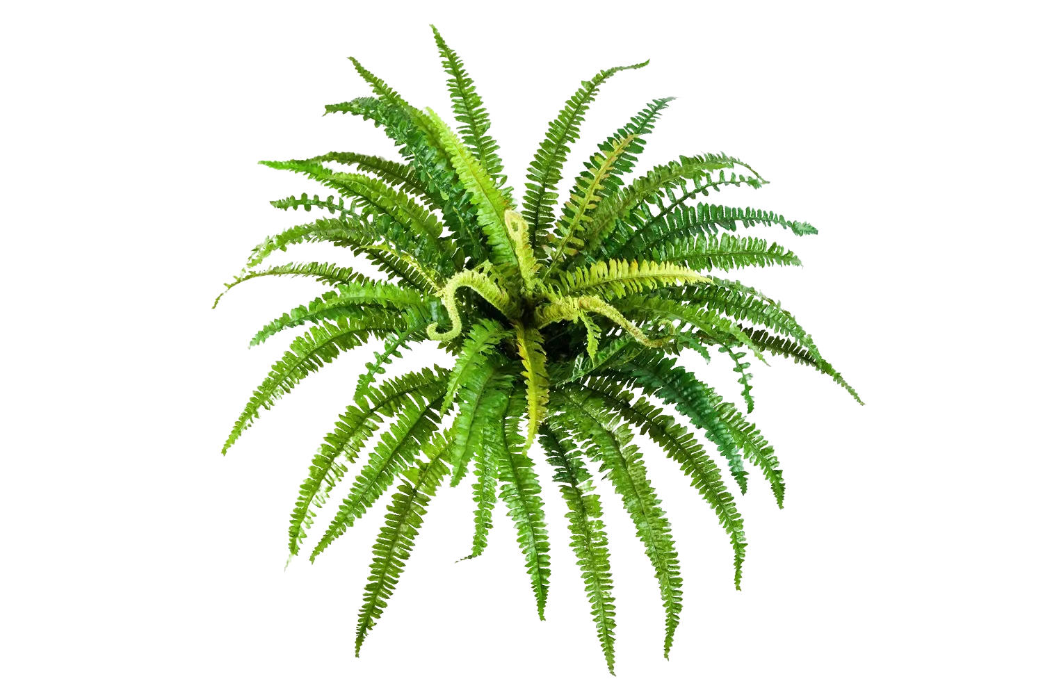 KUNSTPFLANZE Künstlicher Frauenfarn - Bryan 70cm - Grün, Kunststoff (45cm) - aplanta