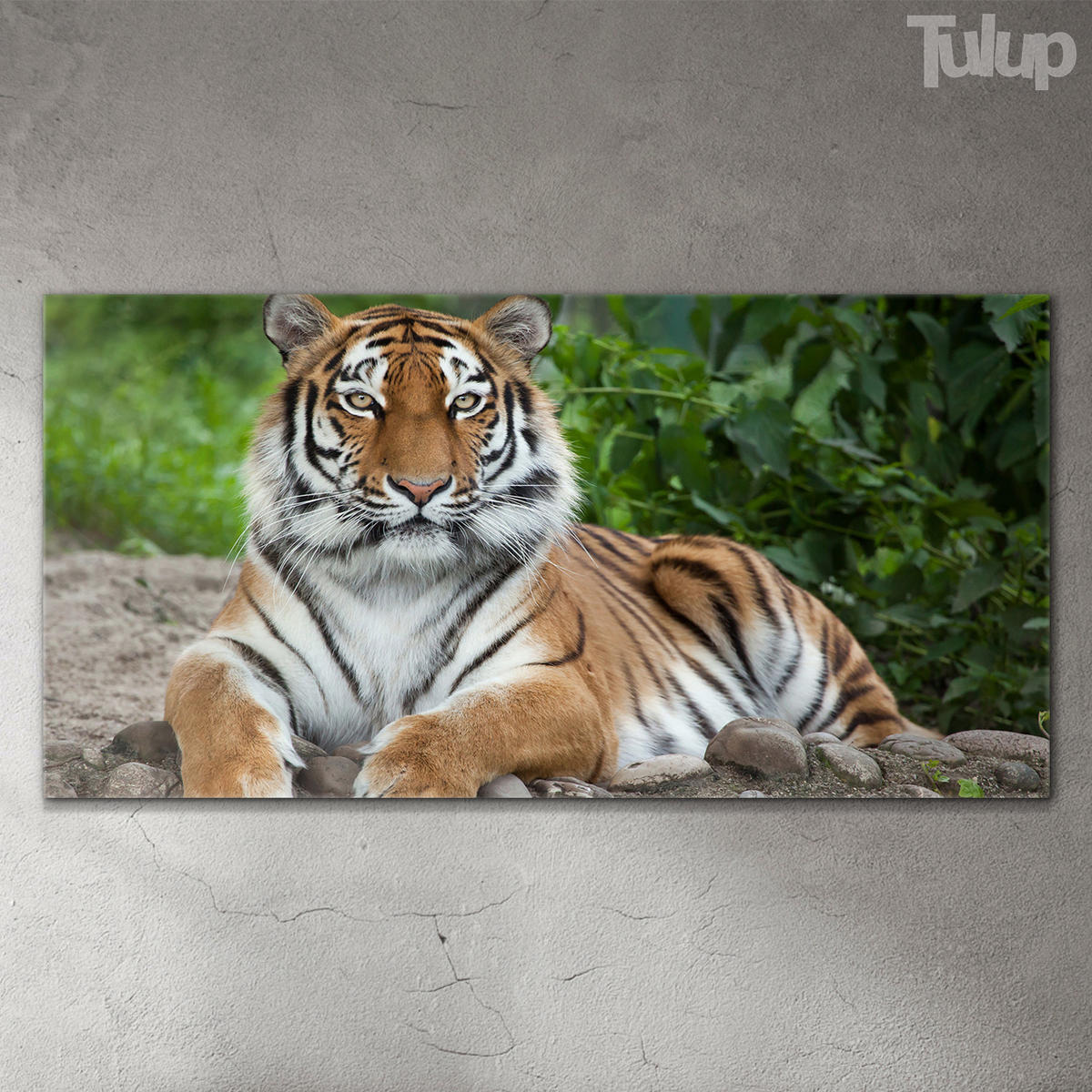 GLASBILD 120x60 cm Sibirisches Tier - Rotbraun, Glas (120/60cm) - TULUP