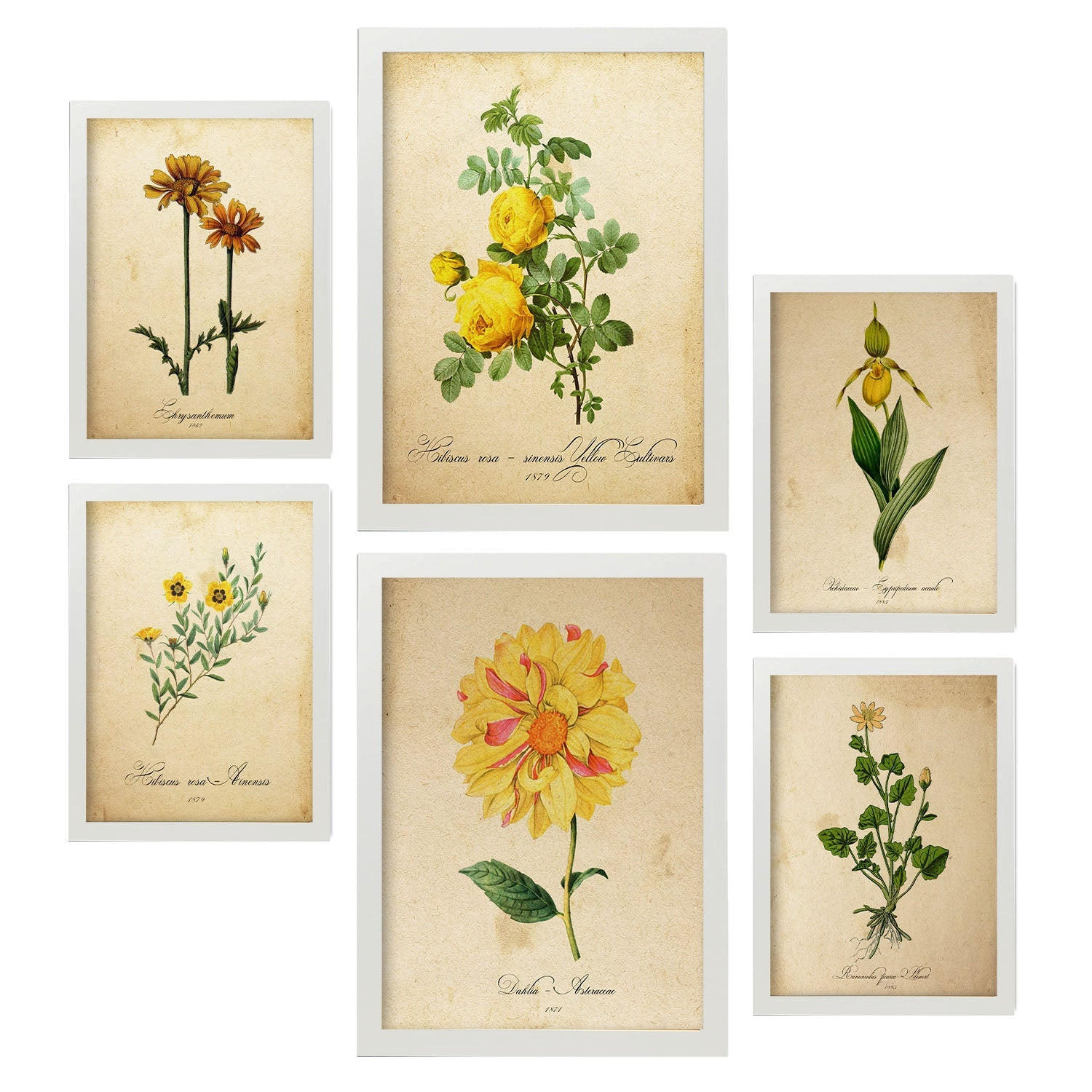 POSTER Set Mit 6 Gelbe Blumen Vollfarbige Natur Und Botanikdrucke Mit Blumenmotiven Im Vintage Papier Stil Innenarchitektur A3 & A4 Weißer Rahmen - Weiß, Papier (29/3cm) - Nacnic