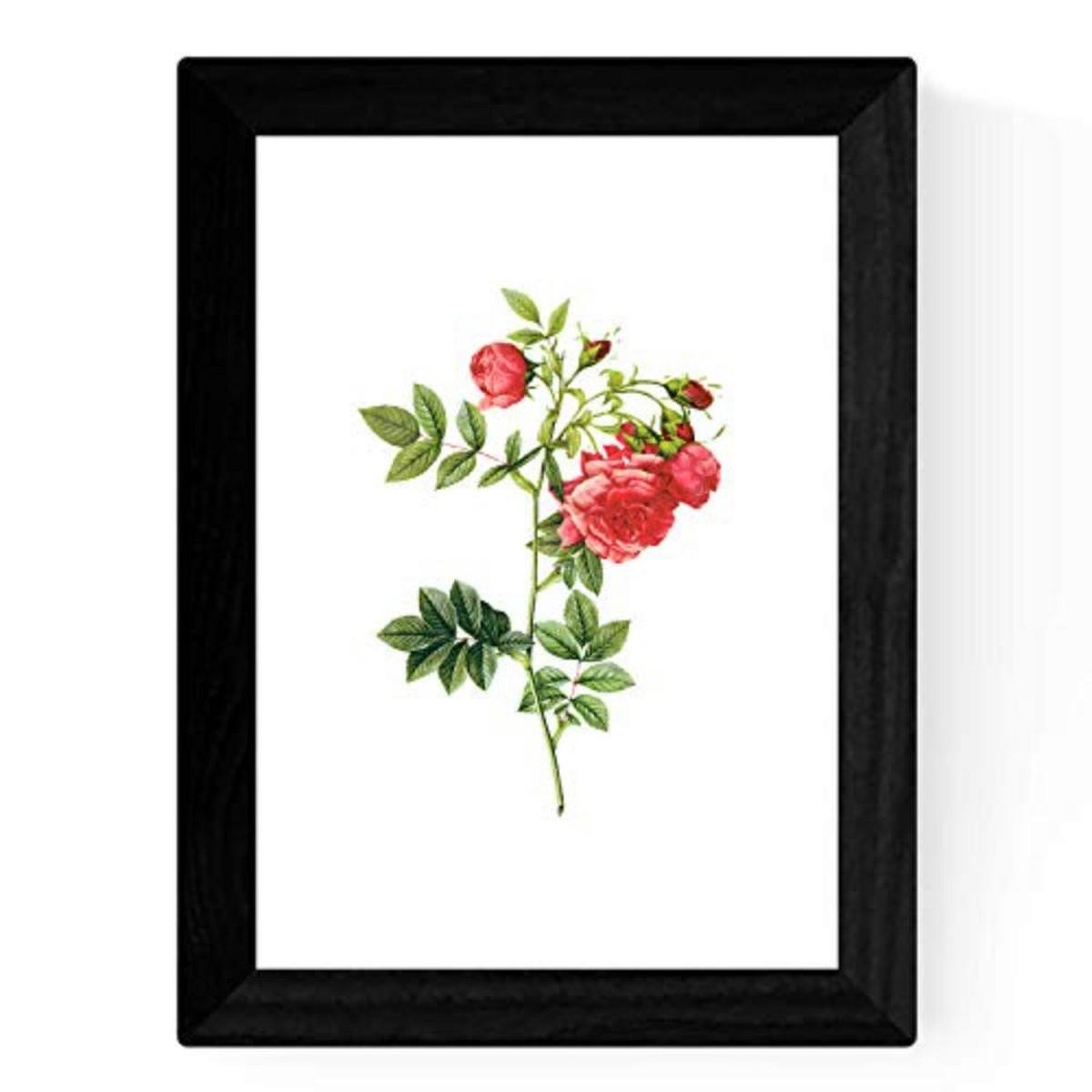 POSTER Set mit 4 Botanischen Stils Rosenkranz Weiß A3 Rahmenlos - Klar, Papier (29.7/3cm) - Nacnic