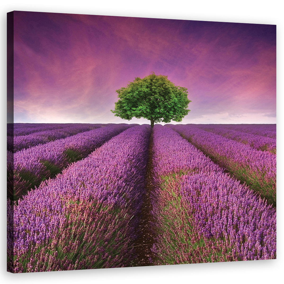 LEINWANDBILD, Landschaften - Lila 50x50cm - Lila, Textil (50/50cm) - Feeby