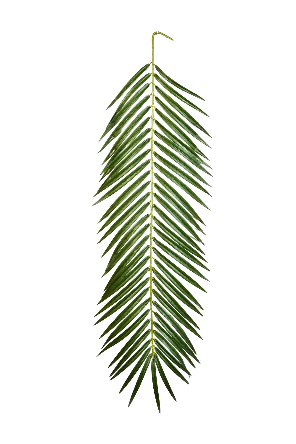 KUNSTPFLANZE Künstliches Phoenixpalmenblatt - Oliwia 88 cm - Grün, Kunststoff (88cm) - aplanta