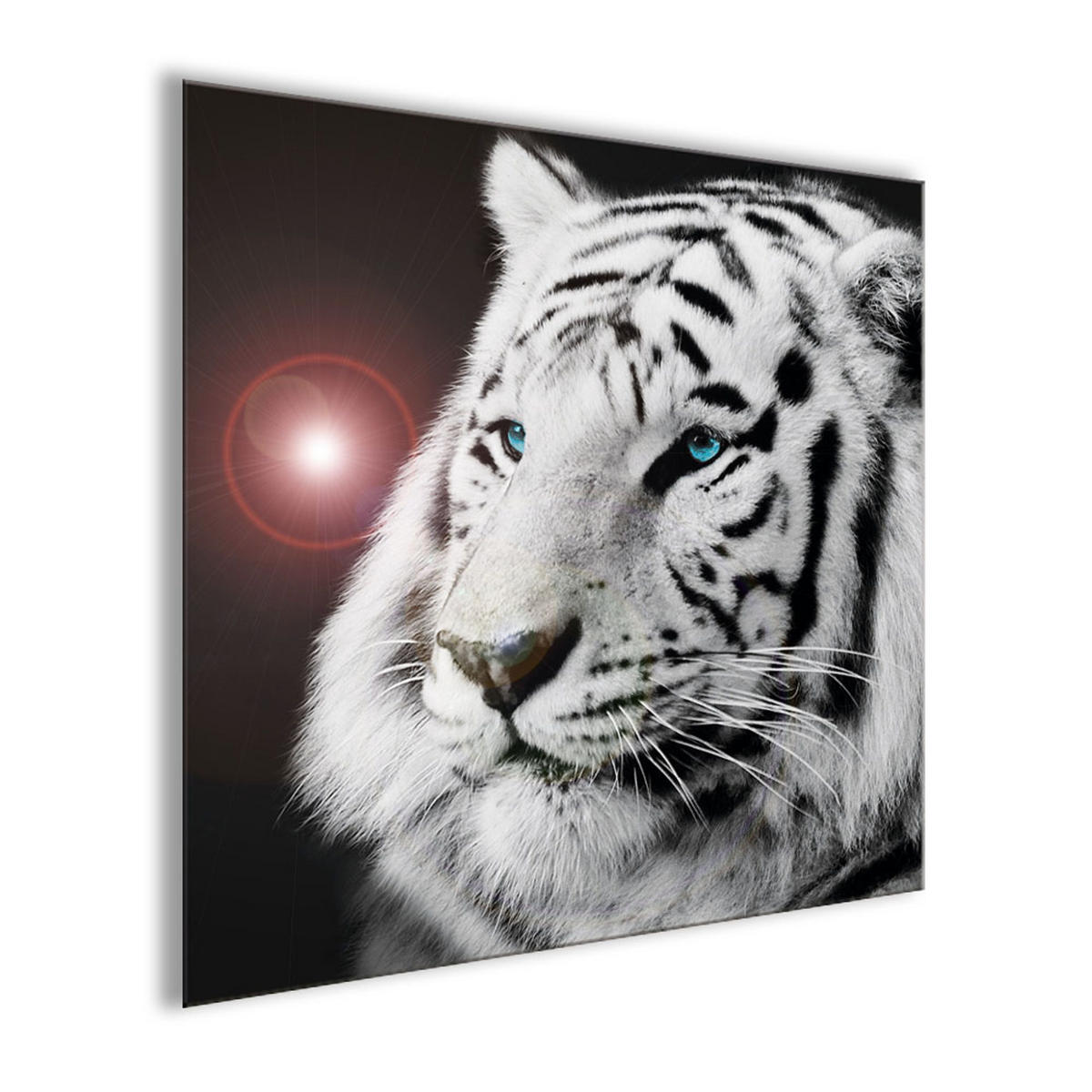 GLASBILD 30×30 cm Weißer Tiger - Weiß, Glas (30/30cm) - artissimo