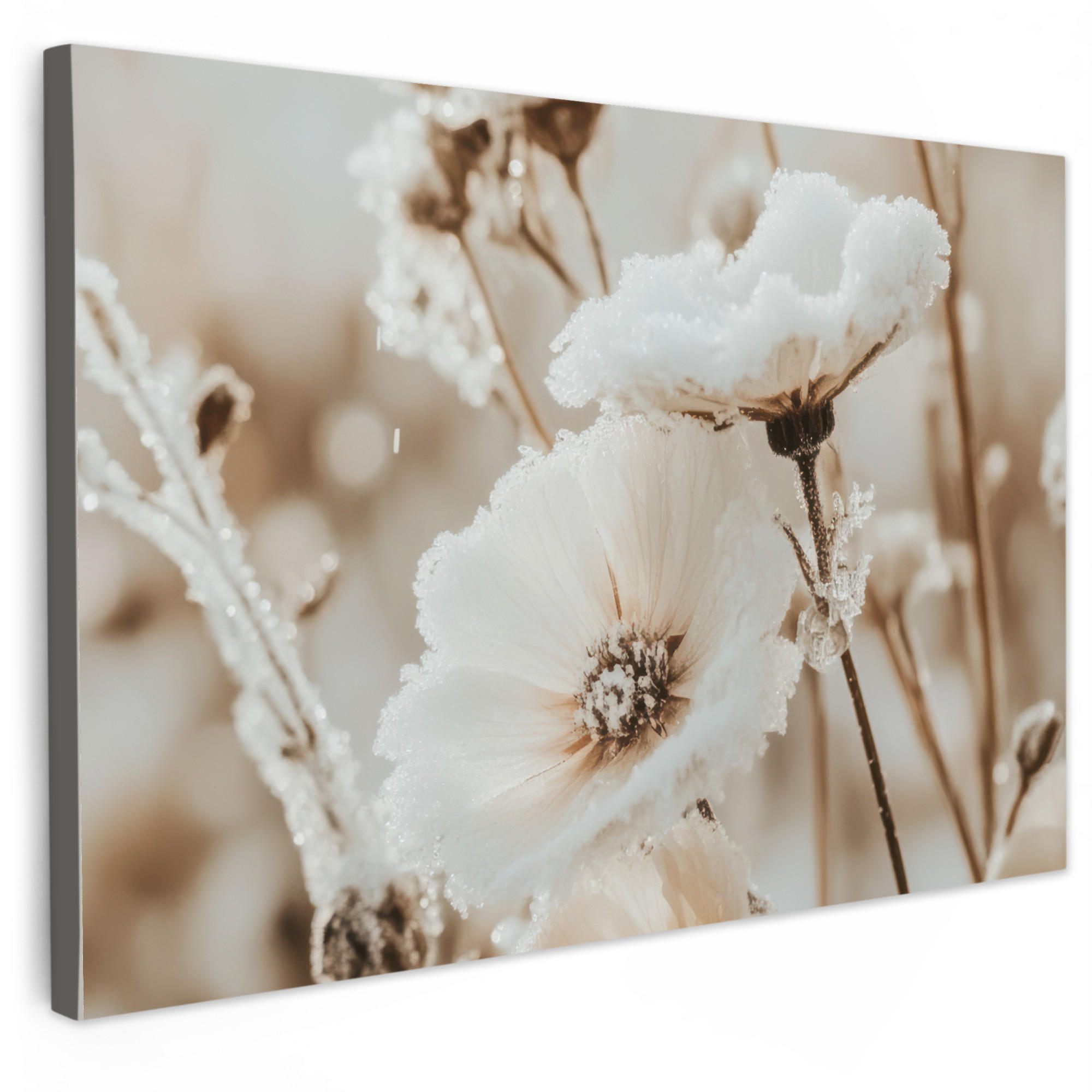 MuchoWow OBRAZ NA PLÁTNĚ Květiny - Zima - Bílá - Sníh - Béžová 120x80 cm