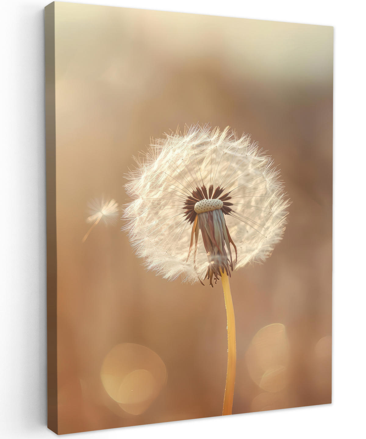 LEINWANDBILD Löwenzahn - Beige - Natur - Blume 60x80 cm - Hellbraun, Textil (60/80cm) - MuchoWow