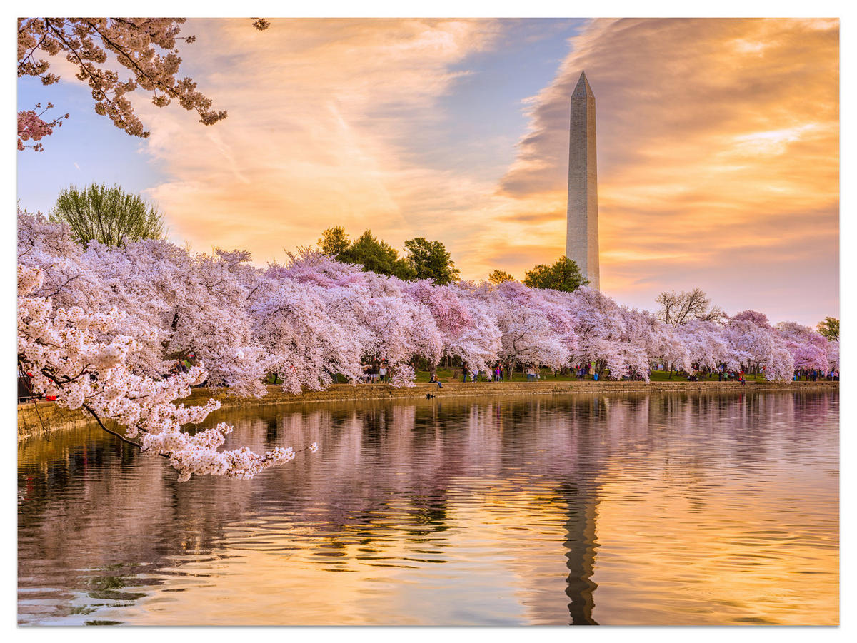 FOTOTAPETE Blühende Kirschbäume Fluss Natur Frühling Sonnenuntergang 400x280 - Blau/Gelb, Papier (400/280cm) - Muralo