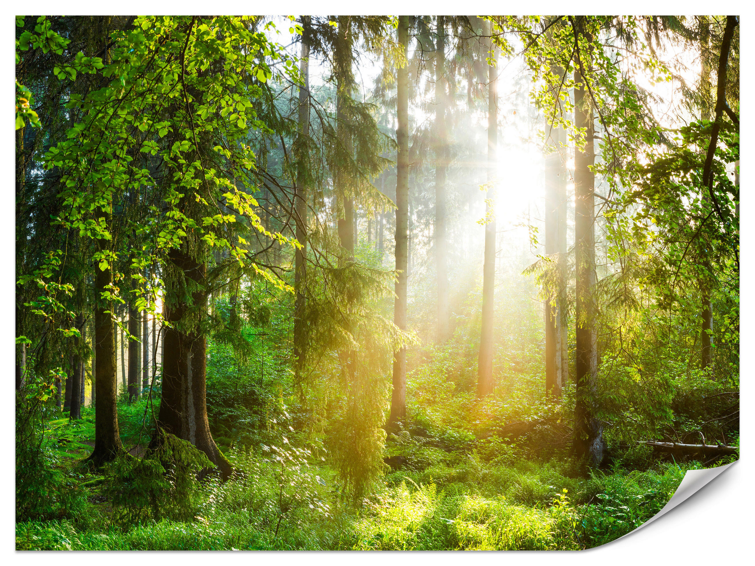 FOTOTAPETE für Wohnzimmer Sonniger Wald Bäume Pflanzen Natur Gras 450x315 - Multicolor, Papier (450/315cm) - Muralo