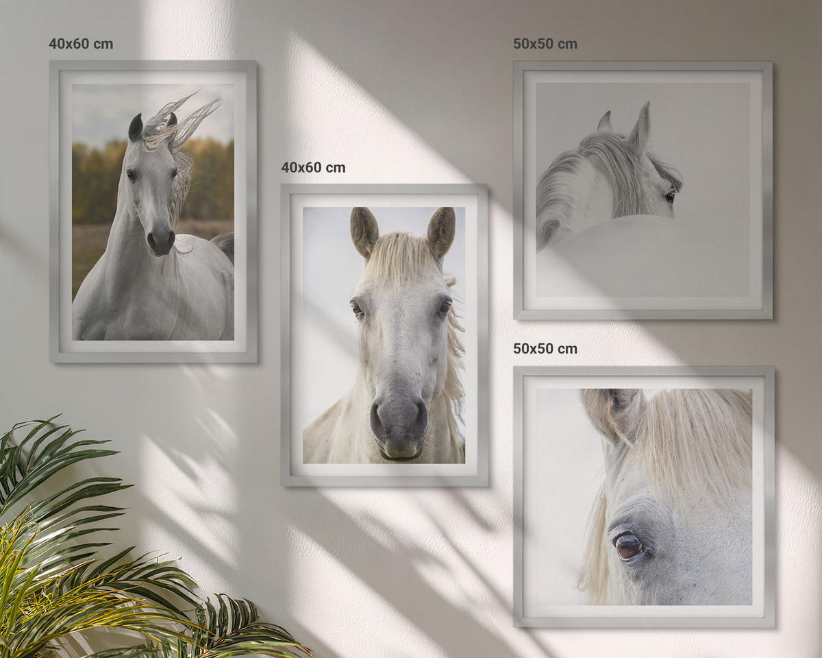 WANDBILDER 4er Set - 50x50 cm & 40x60 cm Silberner Rahmen - Weiße Pferde - Silberfarben, Kunststoff (50/50cm) - ArtPrintCave