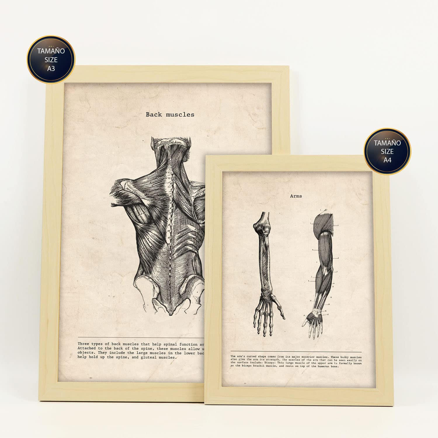 POSTER Set Mit 6 Gliedmaßen & Gehirn Medizinische Illustrationen Im Vintage Von Anatomie Körperteilen Knochen & Muskeln A3 & A4 Rahmen Aus Hellem Holz - Beige, Papier (29/3cm) - Nacnic