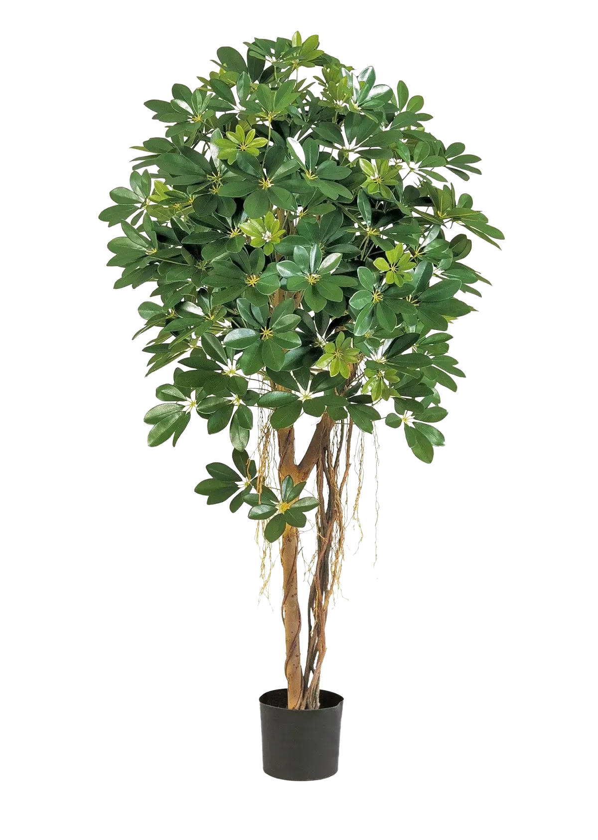 KUNSTBAUM Künstliche Schefflera - Olaf 170 cm - Grün, Kunststoff (170cm) - aplanta