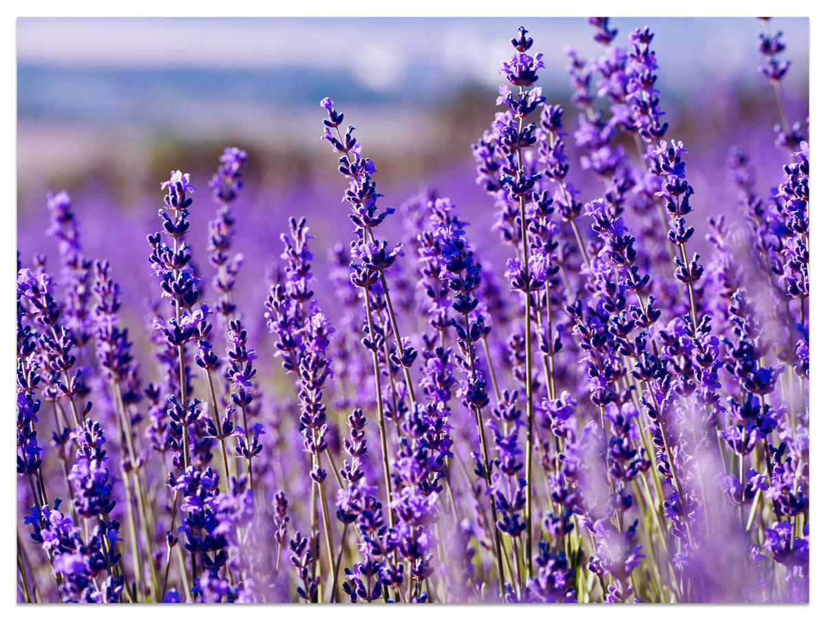 FOTOTAPETE für Schlafzimmer Lavendelfeld Blüten Provence 350x256 - Violett, Papier (350/256cm) - Muralo
