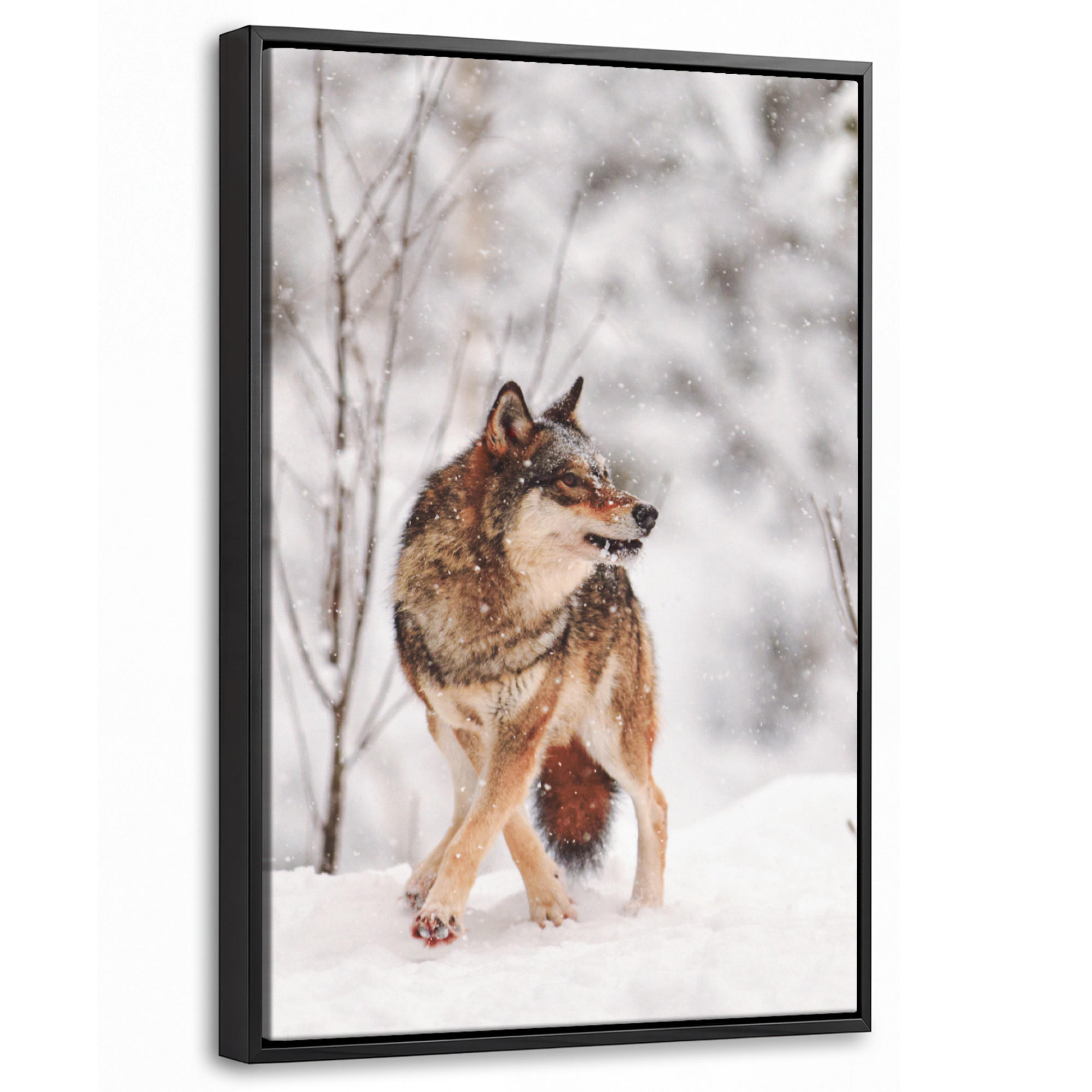MuchoWow Leinwand Haselnuss 20x30 cm