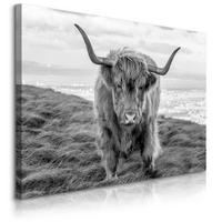LEINWANDBILD Schwarz-weiß Schottische Kuh Tier Landschaft 3D 30/20 cm - Schwarz/Weiß, Textil (30/20cm) - Muralo