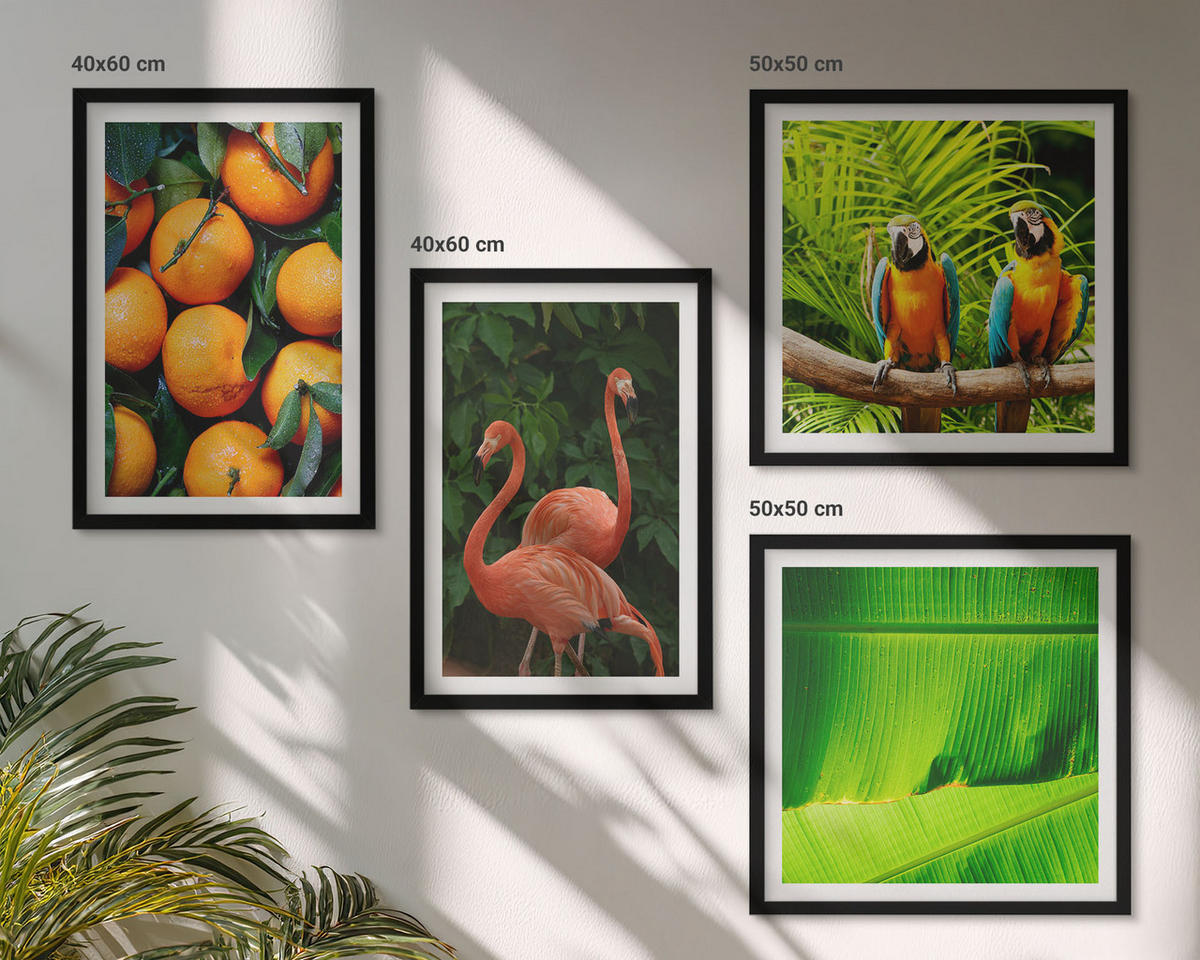BILDER SET 4er Set - 50x50 cm & 40x60 cm Schwarzer Rahmen - Fruchtige Akzente der Tropen - Schwarz, Kunststoff (50/50cm) - TULUP