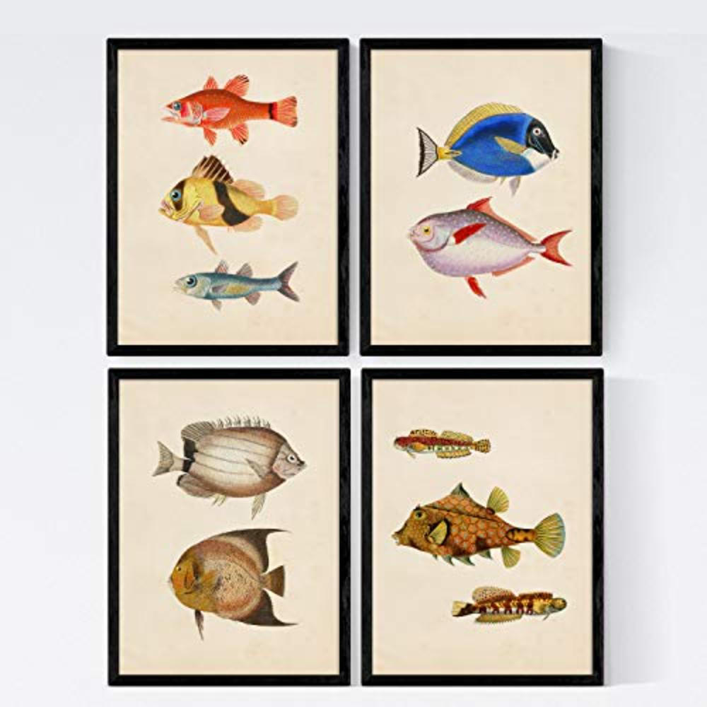 POSTER Set mit 4 Atlantico 10 verschiedenen Fischen A3 Schwarzer Rahmen - Schwarz, Papier (29.7/3cm) - Nacnic