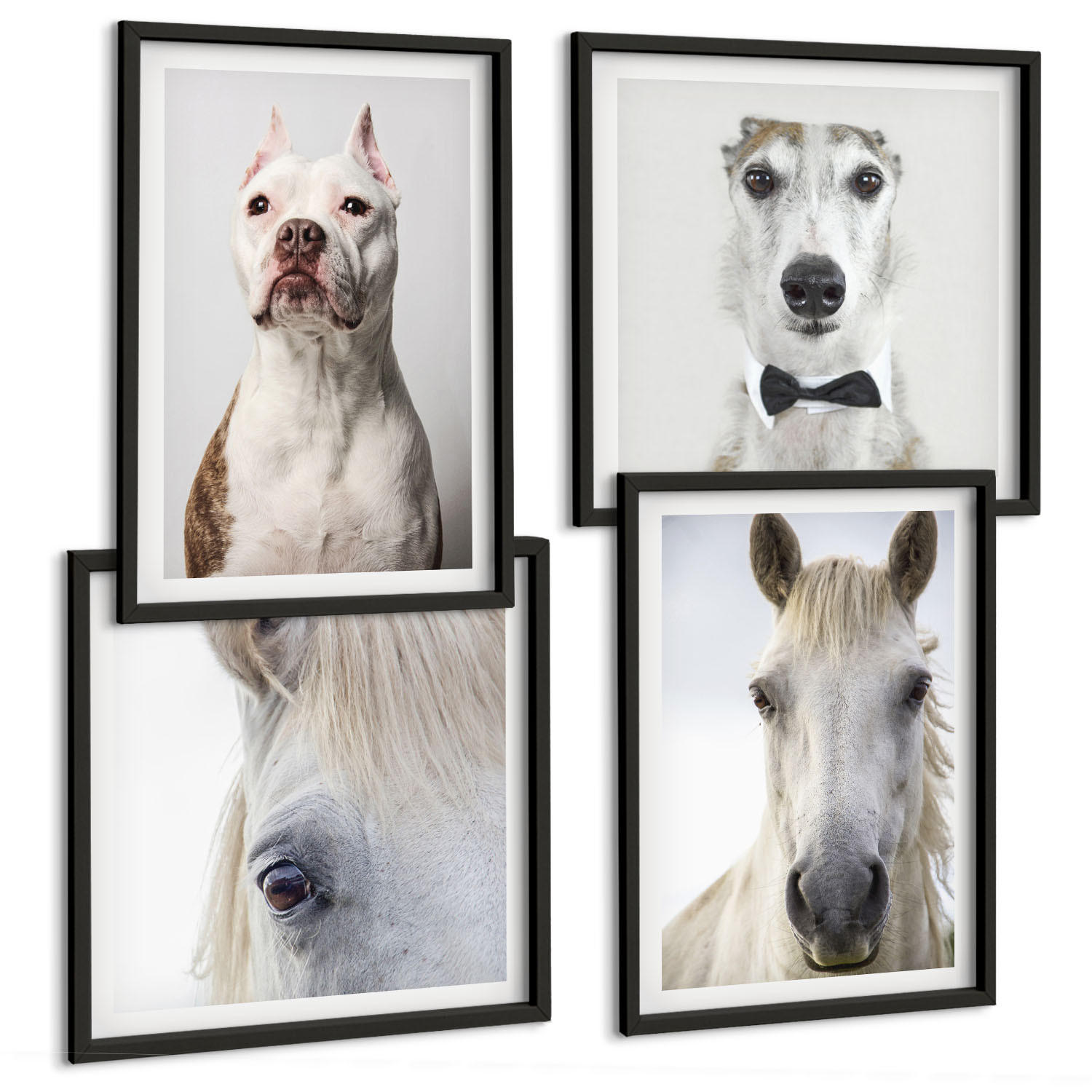 BILDER SET 4er Set - 50x50 cm & 40x60 cm Schwarzer Rahmen - Elegante Porträts von Hunden und Pferden - Schwarz, Kunststoff (50/50cm) - TULUP