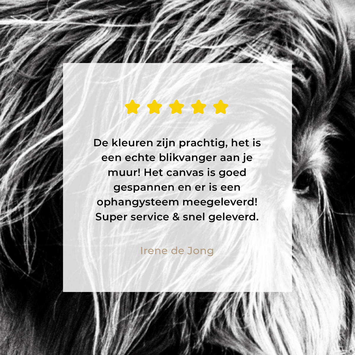 OBRAZ NA PLÁTNĚ Kráva - Skotský horal - Černá - Bílá - Zvíře - Příroda - Divoká zvěř 80x60 cm - černá, textil (80/60cm) - MuchoWow