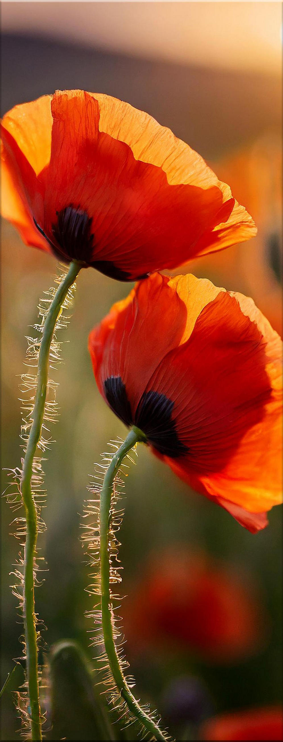 GLASBILD 30x80 cm Mohnblumen rot - Rot, Glas (30/80cm) - artissimo