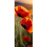 GLASBILD 30x80 cm Mohnblumen rot - Rot, Glas (30/80cm) - artissimo