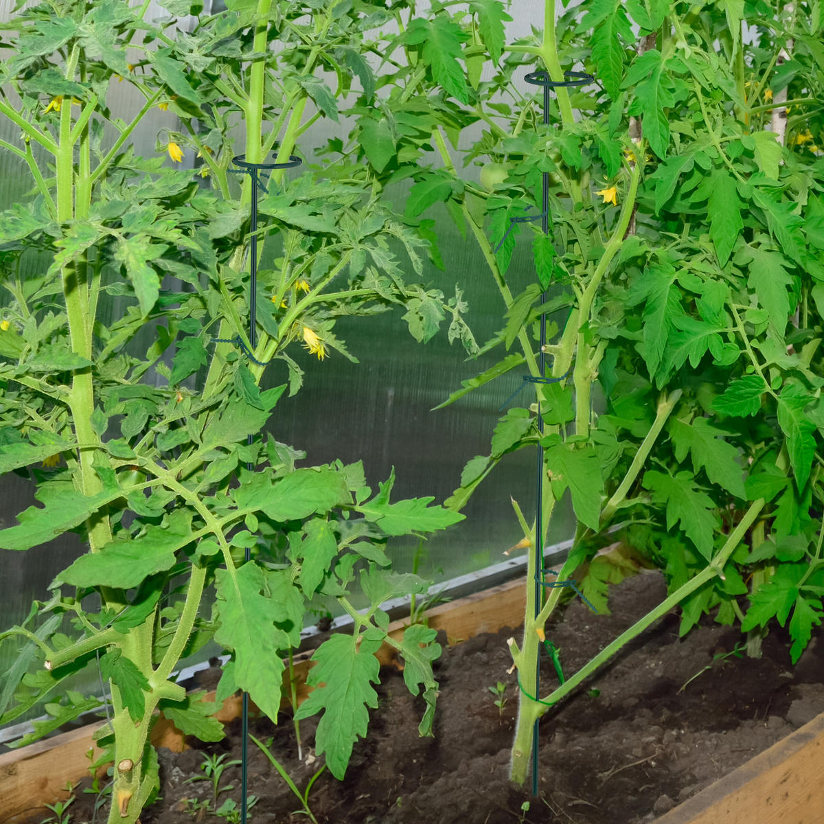 10xPFLANZSTÄBE - Dunkelgrün, Metall (6/80/6cm) - Relaxdays