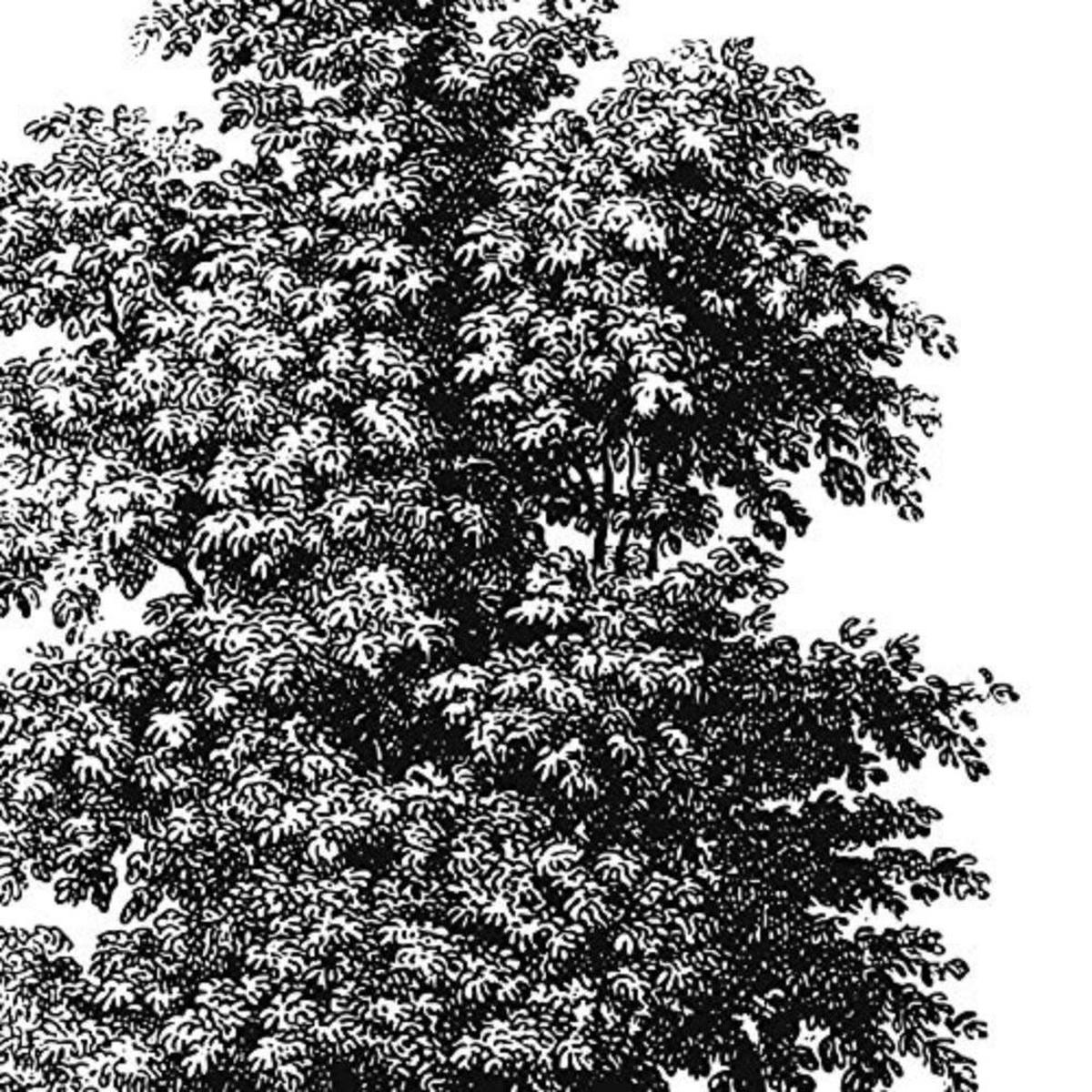 POSTER Set mit 4 Blättern der weißer Hintergrund 30x30 cm Rahmenlos - Klar, Papier (30/3cm) - Nacnic