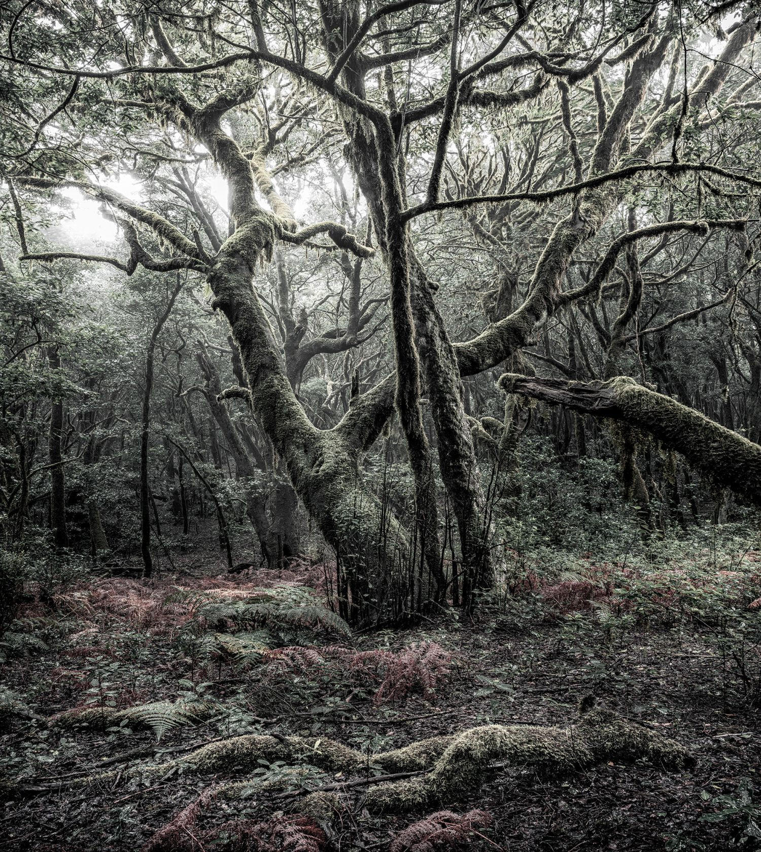 FOTOTAPETE Wald 250 x 280 cm - Grau, Papier (250/280cm) - Sanders & Sanders